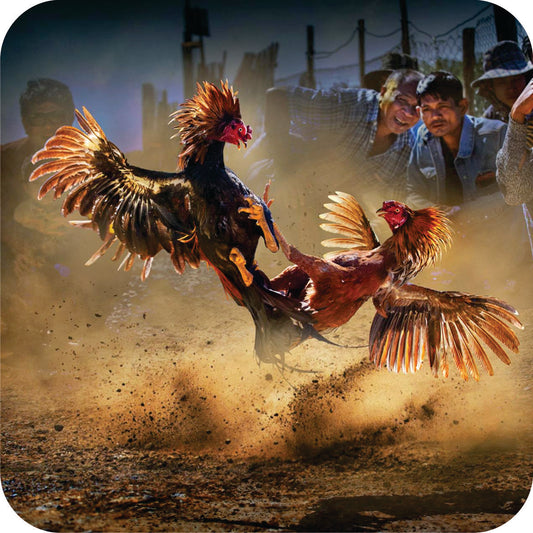Porta Vasos (Casters)- Gallos Peleando
