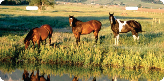 Tablilla de Caballos 2